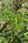 Sticky nightshade